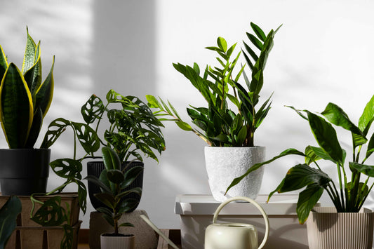 Indoor plants like snake plant, monstera and succulents in NYC apartment setting