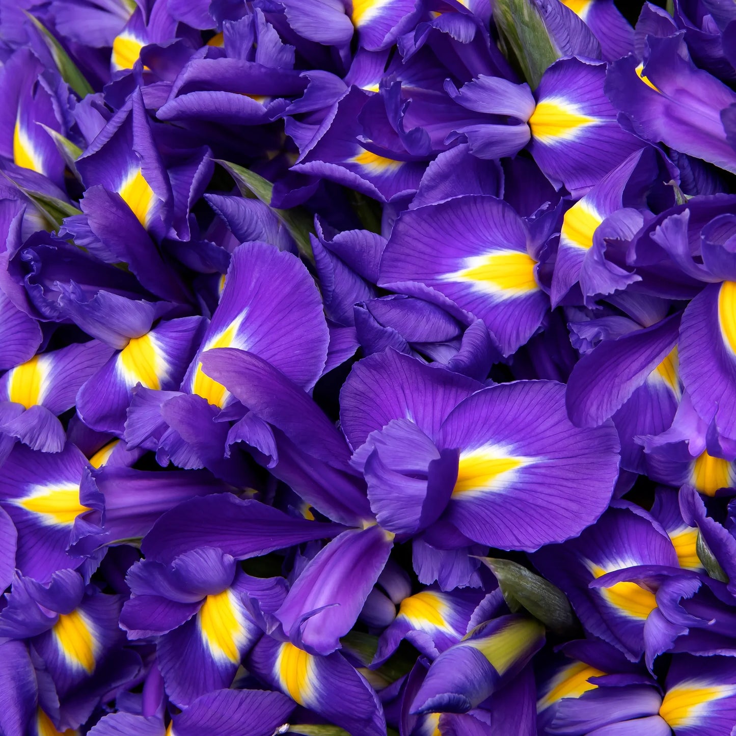 Close-up of blue irises in vibrant floral arrangement