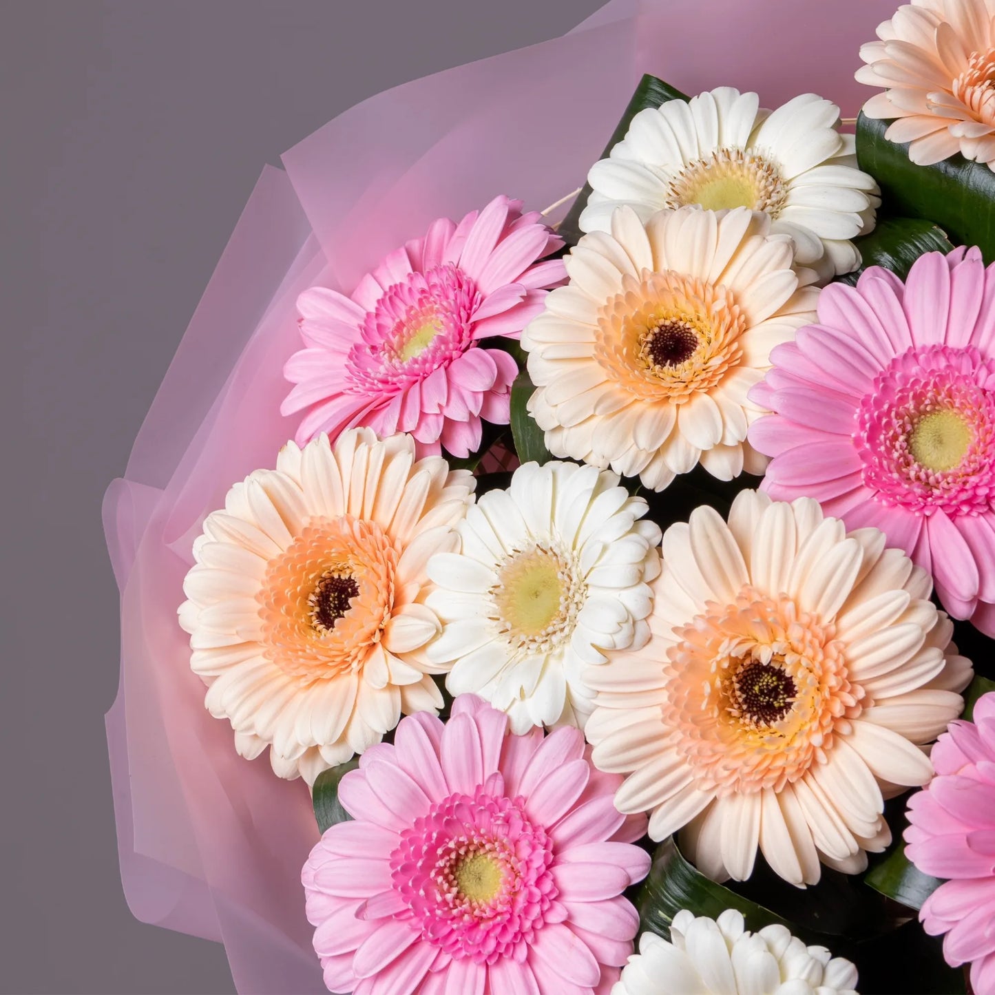 Close-up of colorful gerbera mini flowers in bright bouquet