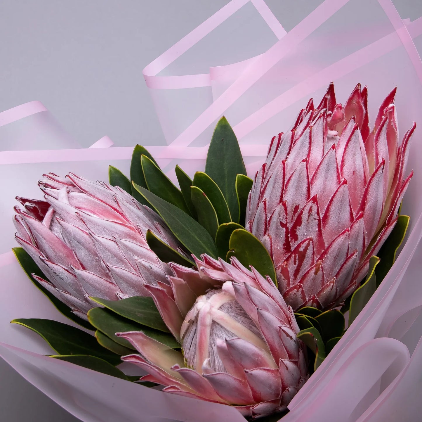 Close-up of pink protea flowers in bold bouquet