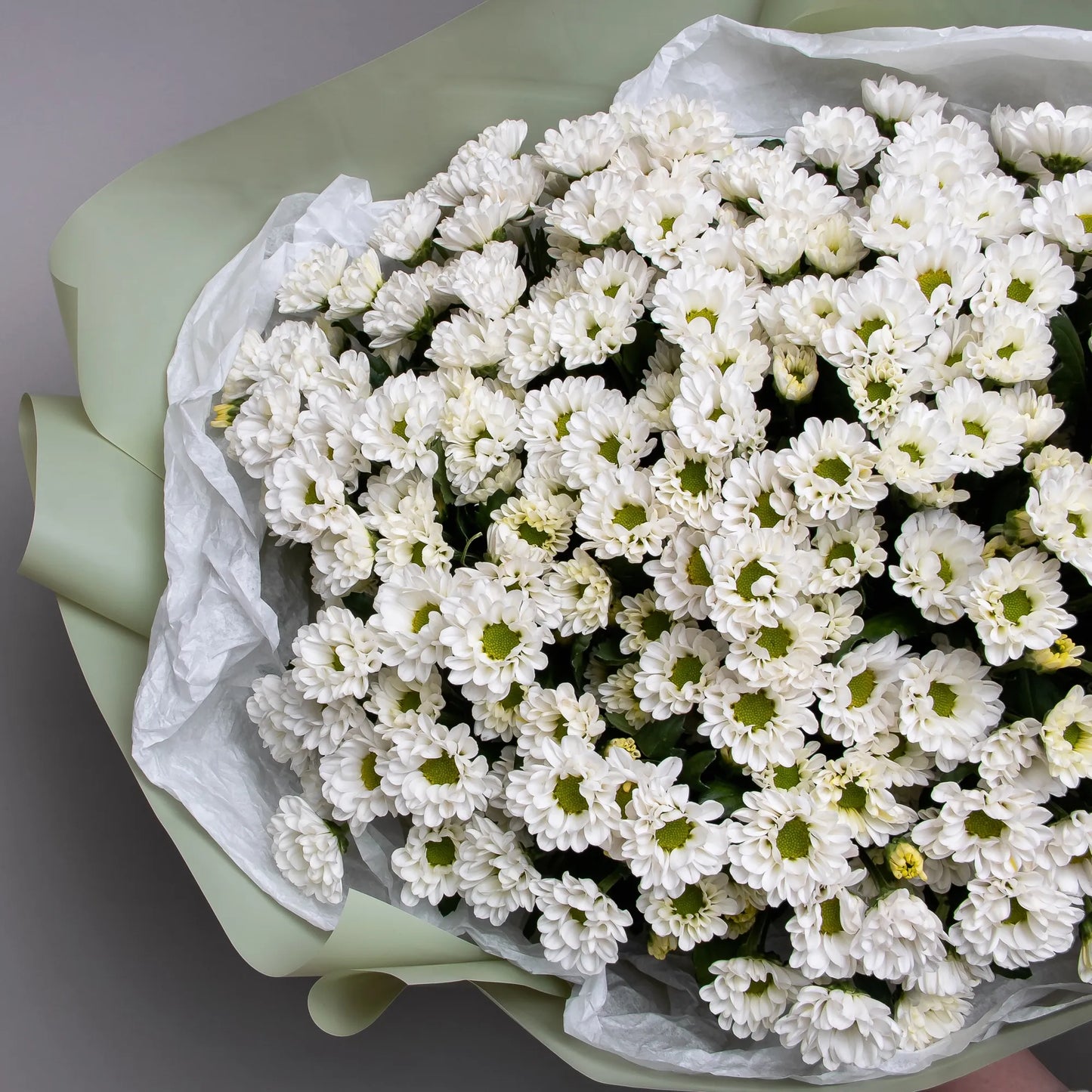 Close-up of white santini daisy chrysanthemums in fresh bouquet
