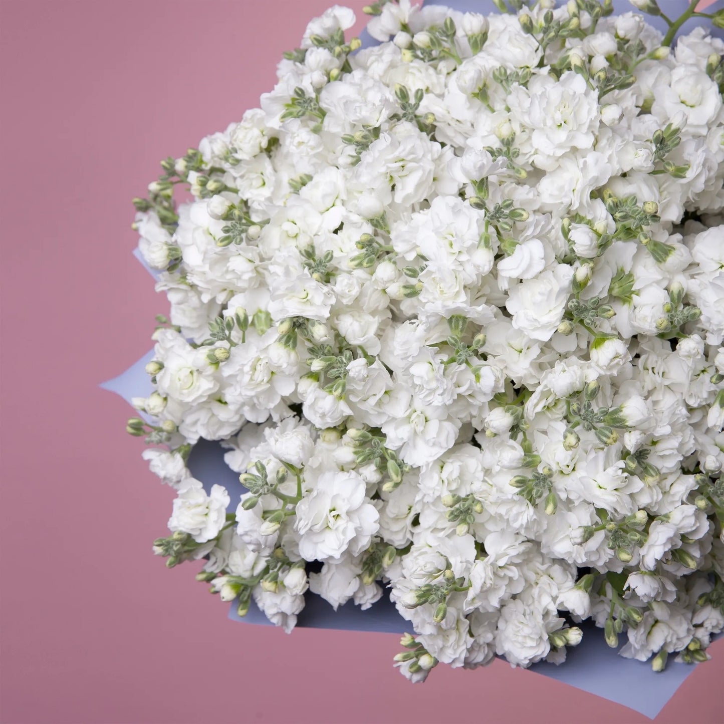 Close-up of white stock blooms in soft floral bouquet