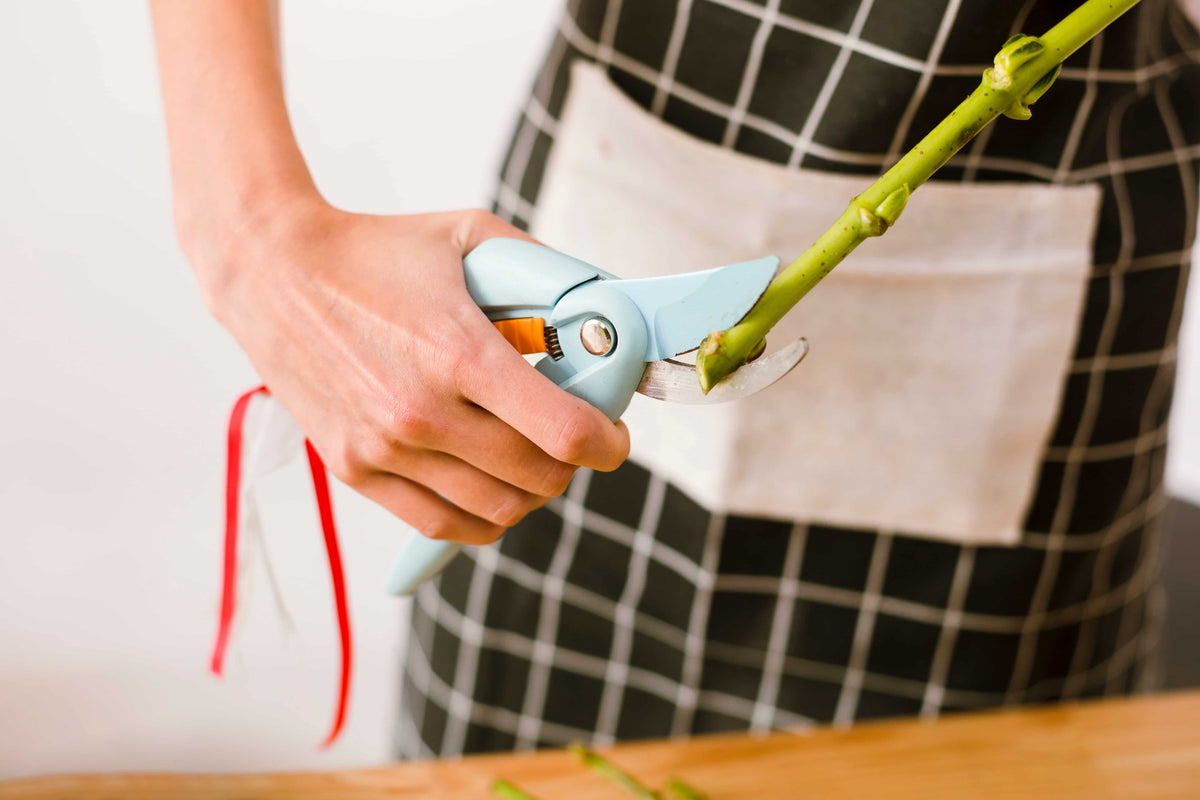 Florist cutting rose stems to extend bouquet freshness