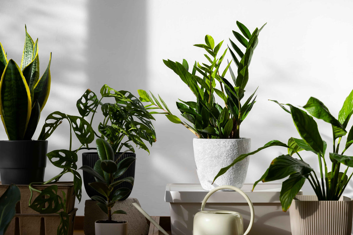 Indoor plants like snake plant, monstera and succulents in NYC apartment setting