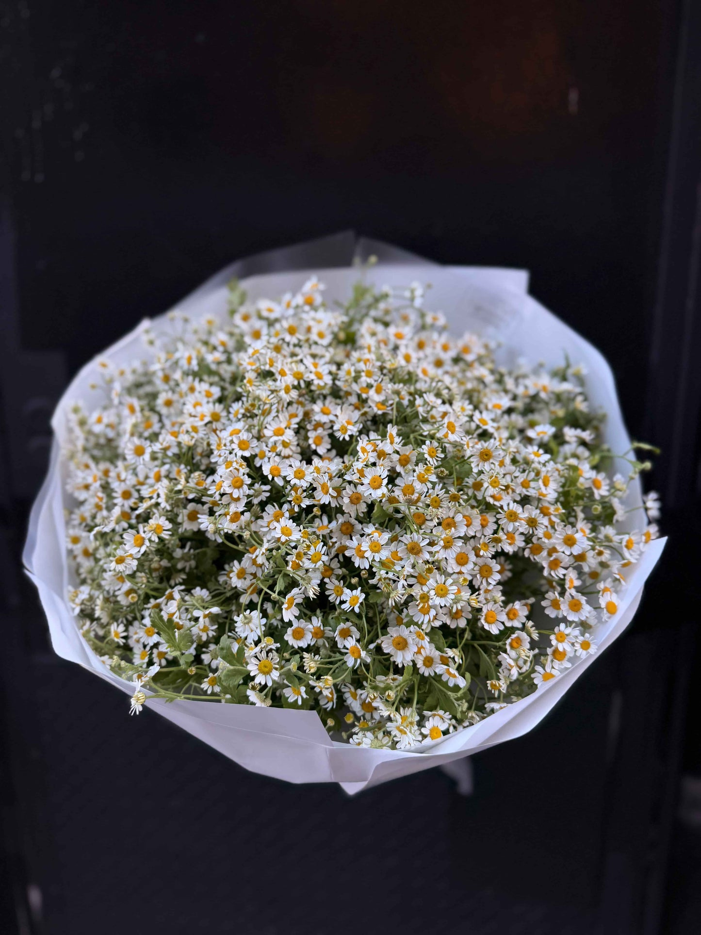 Bouquet of 30 white daisies wrapped in white paper