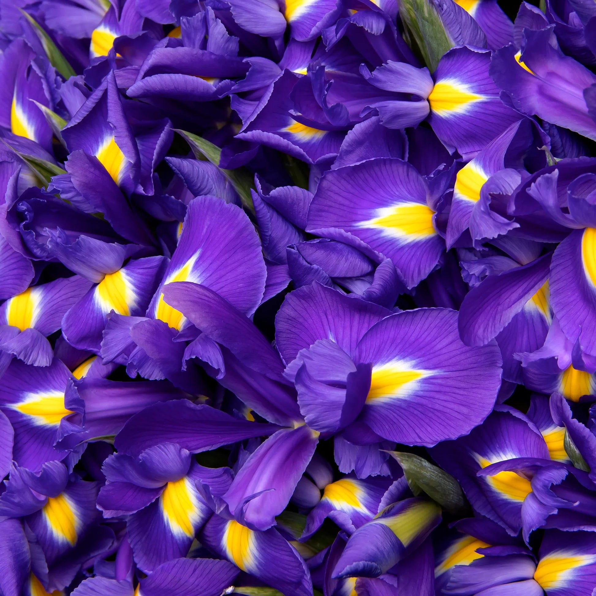 Close-up of blue irises in vibrant floral arrangement