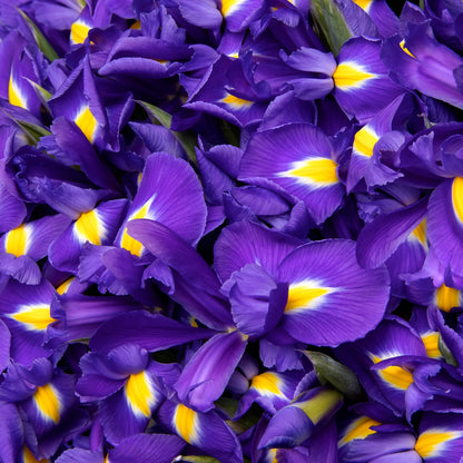 Close-up of blue irises in vibrant floral arrangement