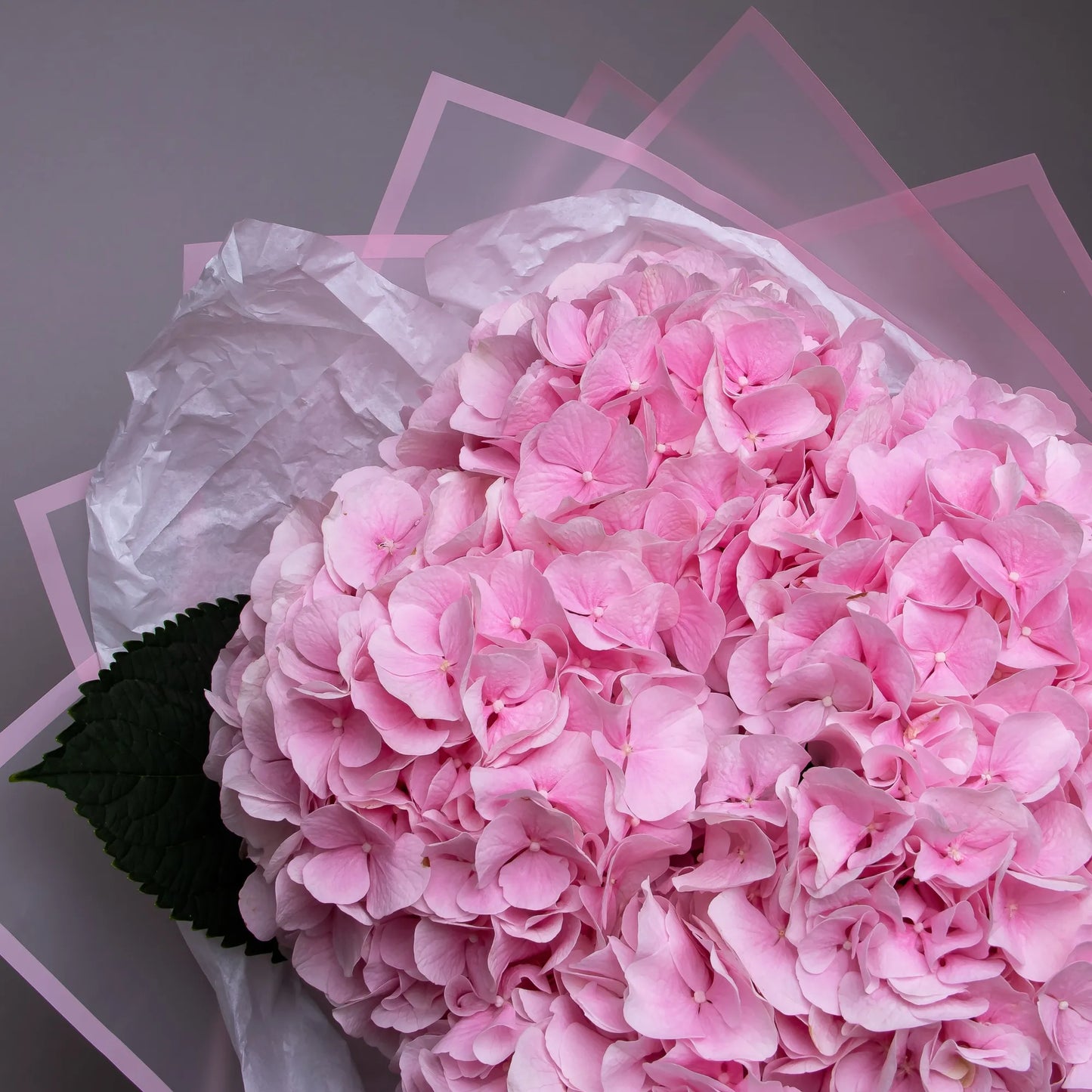 Close-up of pink hydrangea blooms in full bouquet