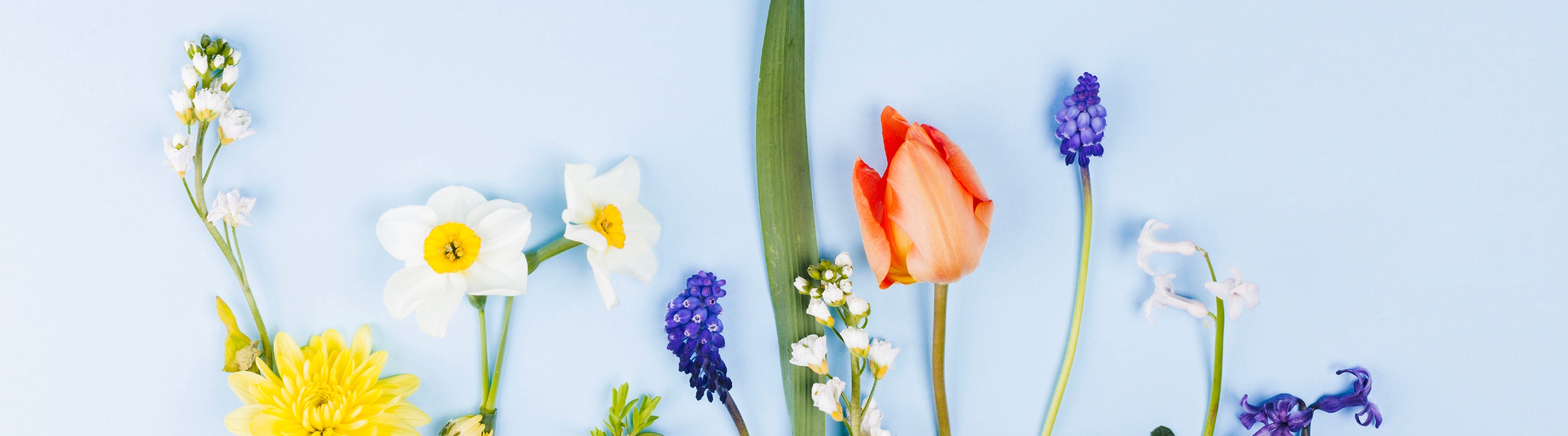 Spring flowers banner with tulip, daffodil and seasonal blooms – Ruscus Flowers NYC