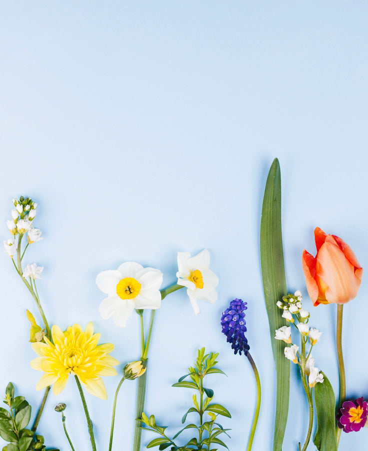 Spring seasonal flowers including tulip and daffodil on blue background – NYC flower shop