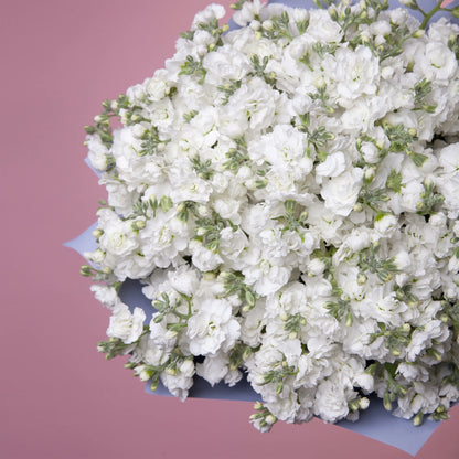 Close-up of white stock blooms in soft floral bouquet