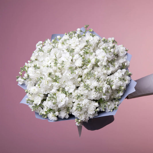 Bouquet of 24 white stock flowers with greenery