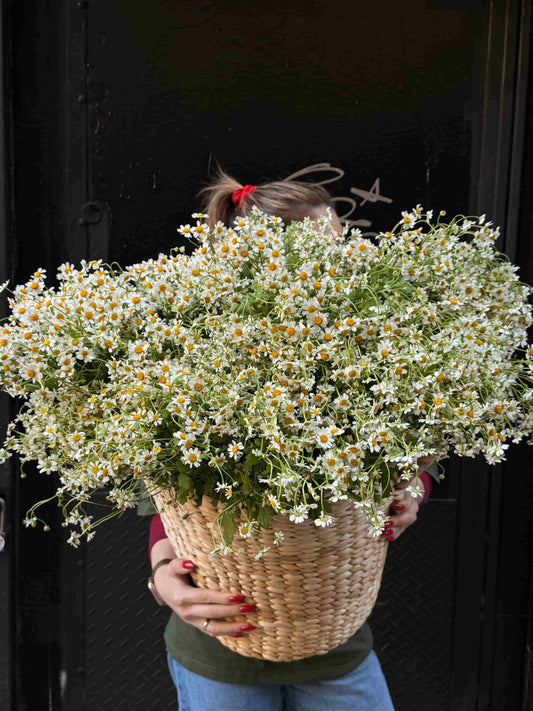 Large basket filled with white daisies arranged in natural style